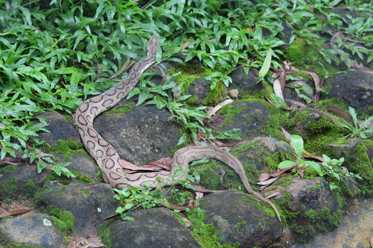 A Russel Viper Slithering In Backyard In Wayanad, Kerala, India