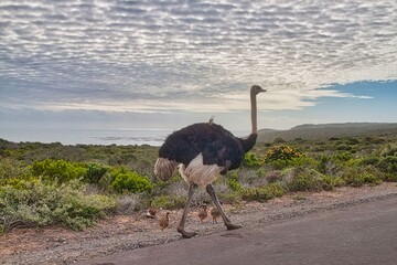 Naklejka premium ostrich in the wild