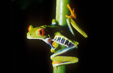 Agalychnis callidryas
Red eyed tree frog