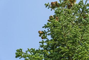 Beautiful large ripe cones on top of fir (abies) in city park 'Krasnodar' or 'Galitsky park'. Nature concept for design. Place for your text
