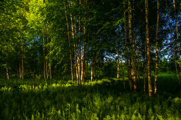 birch trees in dense thickets of fern.