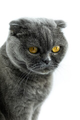 Cat scottish fold animal portrait on white isolated background