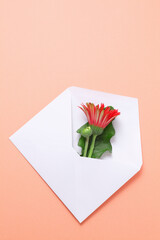 白い封筒に入れた赤いガーベラの花