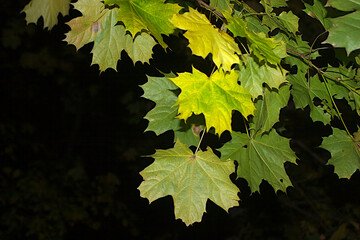 maple branches in the dark of an autumn evening