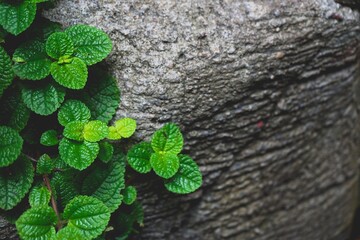 Beautiful green herb on rough black and white stone in natural environment background