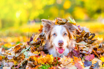Funny Border collie dog lies inside a pile autumn leaf and looks at camera. Empty space for text