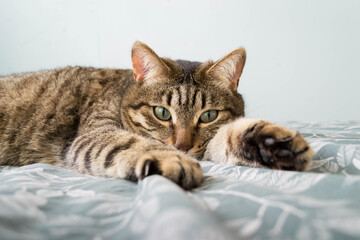 Obraz na płótnie Canvas A tabby gray cat lies on the bed. Green cat eyes.
