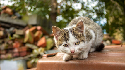 Cute little kitten is looking at you. © Maciej