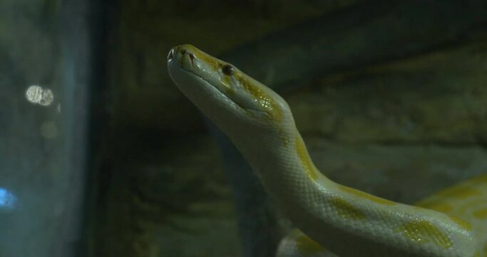 Close up profile of a pythons crawling on rocks, Yellow Reticulated python.