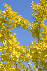 黄色く色づいたイチョウの木の葉