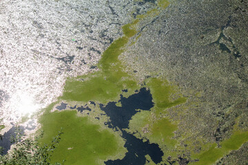 異常に発生した池の水面の藻とゴミ