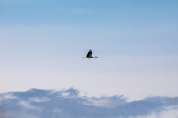 Flying Stork in blue sky