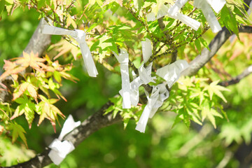 モミジの枝に結ばれたおみくじ