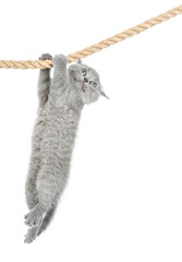 Baby kitten  is hanging on the rope. isolated on a white background