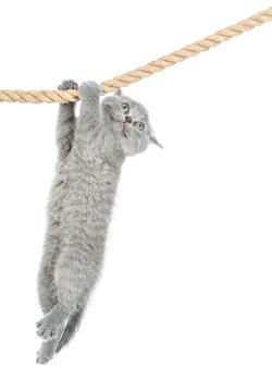 Baby kitten  is hanging on the rope. isolated on a white background
