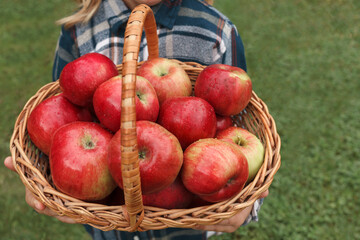 Red apples in a basket in the hands of a child