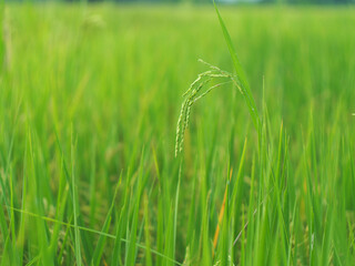 rice filed and sunset light outside on farm 