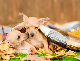 Two playful Toy terrier puppy warming under a plaid in cold autumn weather