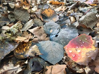Regentropfen auf buntem Herbstlaub
