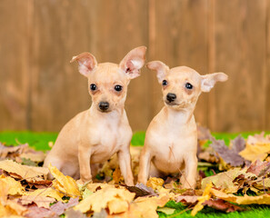Two Toy terrier puppies sit on autumn leaf