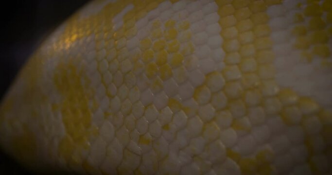 Close up profile of a pythons crawling on rocks, Yellow Reticulated python.