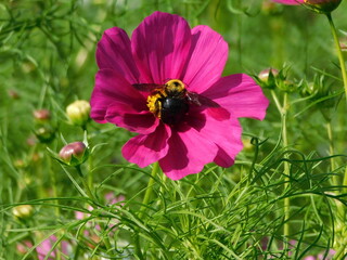 コスモスの蜜を吸うクマバチ