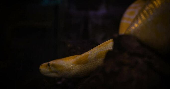 Close up profile of a pythons crawling on rocks, Yellow Reticulated python.