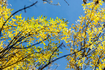 Yellow autumn trees on a blue sky background on a sunny day