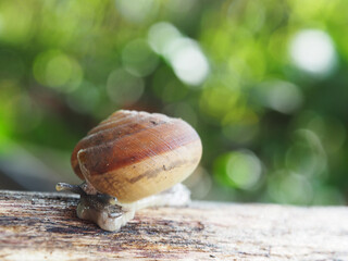 snail slow walk on wood and green background