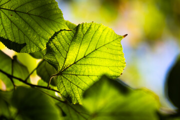 Green leaves before the onset of autumn, beautiful backgrounds patterns on the desktop