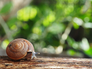 snail slow walk on wood and green background