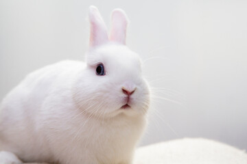 image of baby rabbit animal