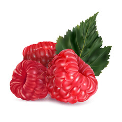 Realistic Detailed 3d Red Raspberry Berry. Vector