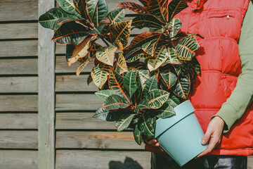 a large Croton plant in the hands of a man. Natural wood background © Elena