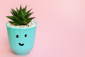 cute style of kawaii. Blue pot with succulent Haworthia with a funny face on a pink background