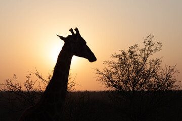 giraffe at sunset