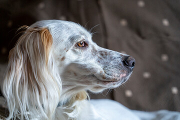 English setter breed dog with white hazel hair and eyes sitting on a sofa