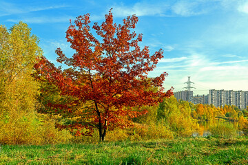 Gold autumn. Red maple in Mitino landscape park. Moscow, Russia