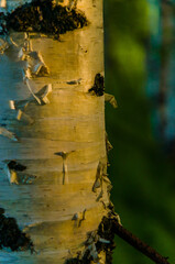 birch trunk in the early warm morning