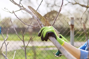 Woman gardener in gloves with garden saw cuts branches