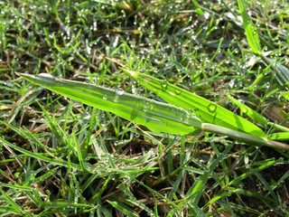 水滴の付いた芝と草のアップ