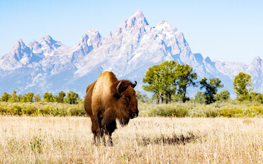 Bison with Grand Tetons in the background