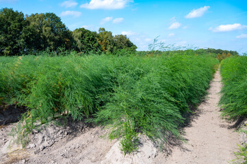Fototapeta na wymiar Green plants of white asparagus in summer in rows on field