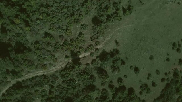 Top down view mixed forest, woodland aerial.