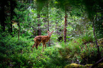 Naklejka na ściany i meble baby deer in the forest