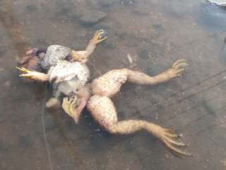 Fototapeta na wymiar 車にひかれたカエルの死骸