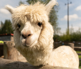 Young alpaca looks at the camera