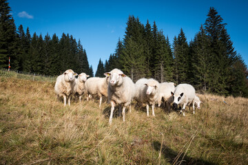 Obraz premium sheeps from mountains, crowd by the forest, bohemian forest, czech republic