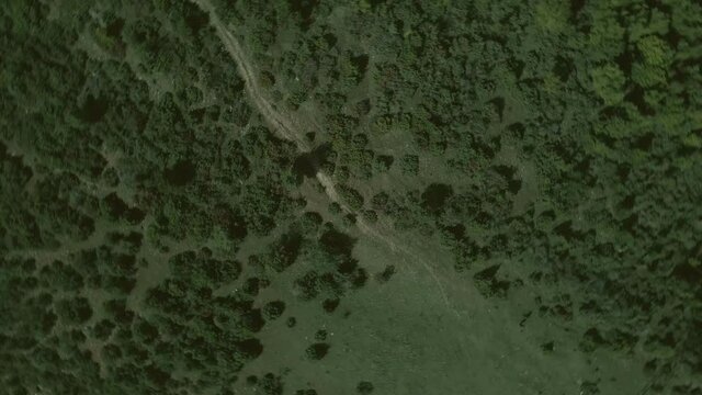 Top down view mixed forest, woodland aerial.