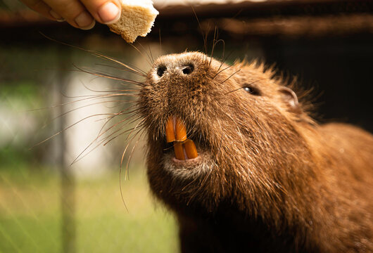 Feeding a nutria with a piece of bread